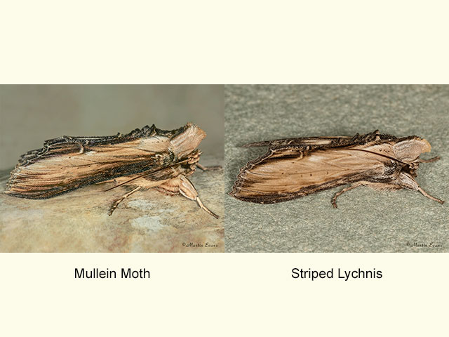  73.058 Mullein Moth and Striped Lychnis Copyright Martin Evans 