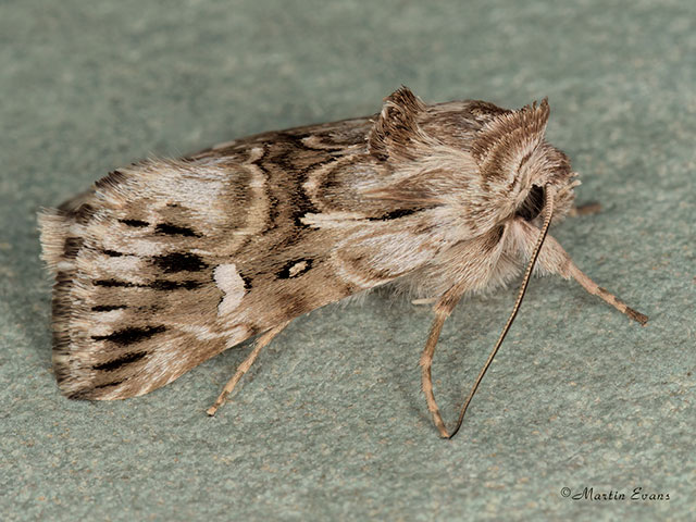  73.059 Toadflax Brocade Copyright Copyright Martin Evans 