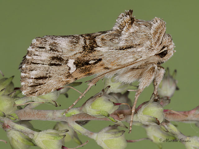  73.059 Toadflax Brocade Copyright Copyright Martin Evans 