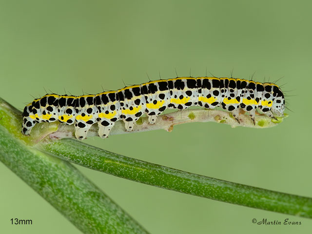  73.059 Toadflax Brocade larva 13mm Copyright Copyright Martin Evans 