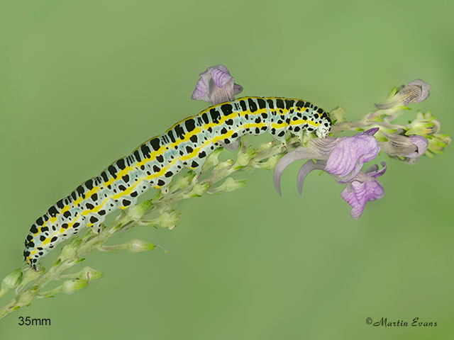  73.059 Toadflax Brocade larva 35mm Copyright Copyright Martin Evans 