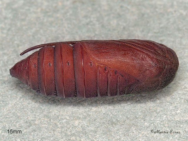 73.059 Toadflax Brocade pupa 15mm Copyright Copyright Martin Evans 