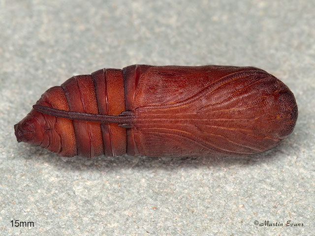 73.059 Toadflax Brocade pupa 15mm Copyright Copyright Martin Evans 