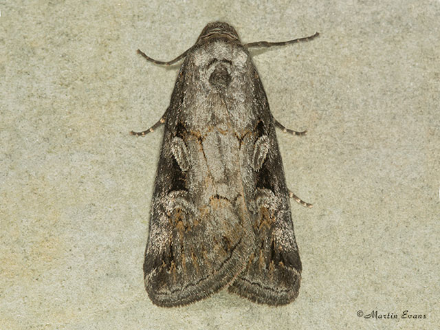  73.061 Anomalous Copyright Martin Evans 
