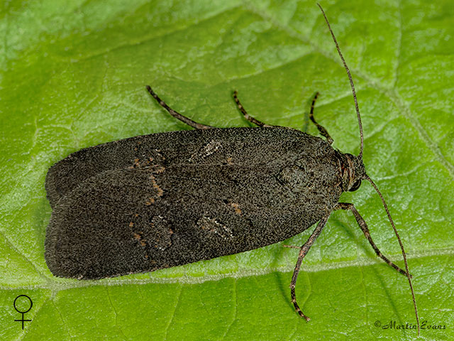  73.061 Anomalous female Copyright Martin Evans 