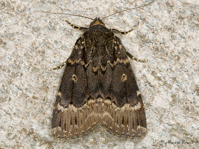  73.063 Svensson's Copper Underwing Copyright Martin Evans 