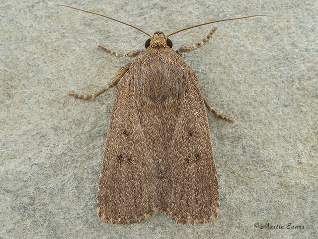 73.064 Mouse Moth Copyright Martin Evans 