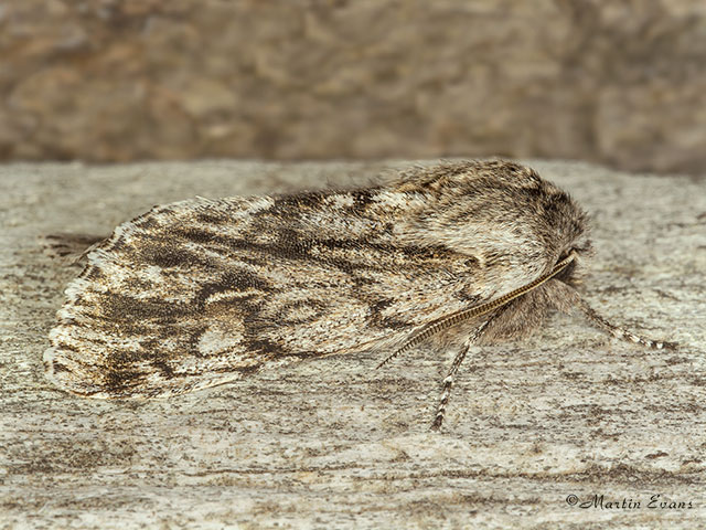  73.066 Rannoch Sprawler Copyright Martin Evans 