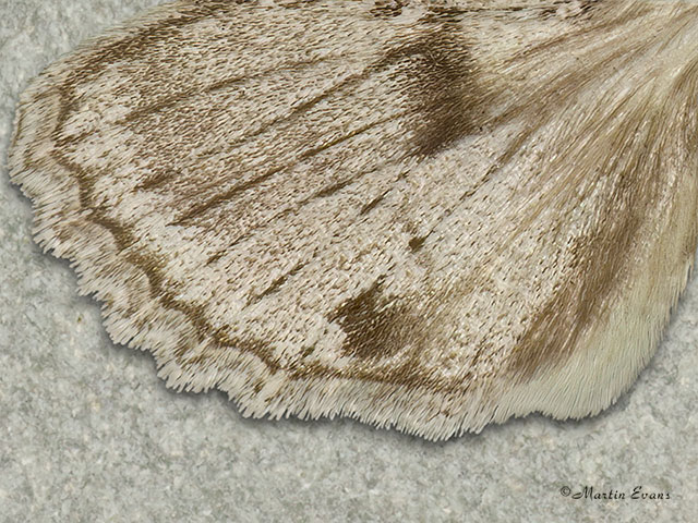  73.067 Double-spot Brocade hindwing Copyright Martin Evans 