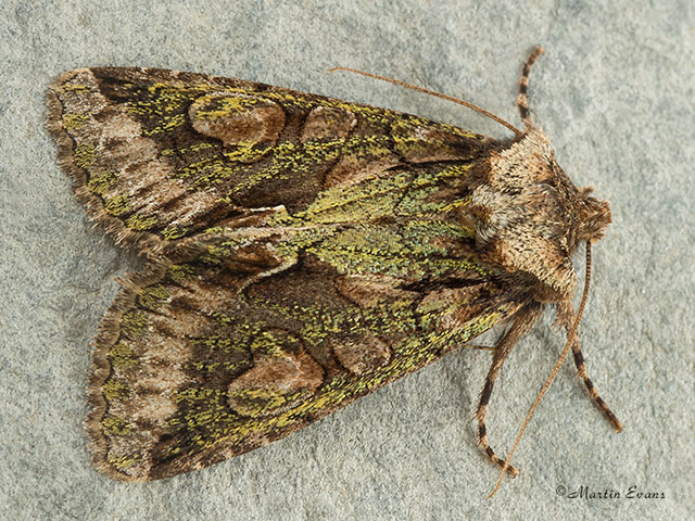  73.068 Green-brindled Crescent Copyright Martin Evans 