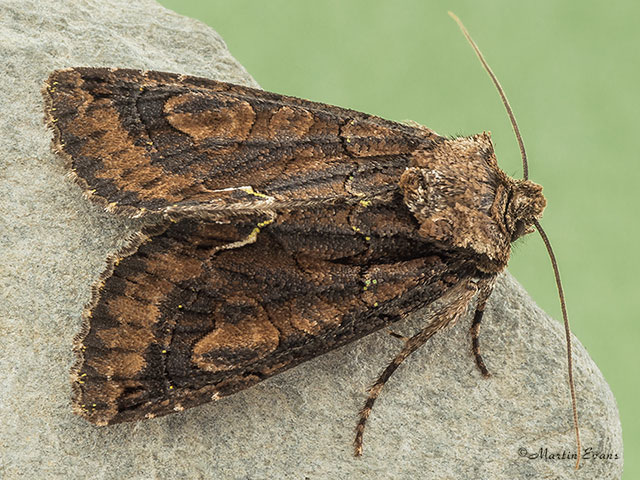  73.068 Green-brindled Crescent Copyright Martin Evans 