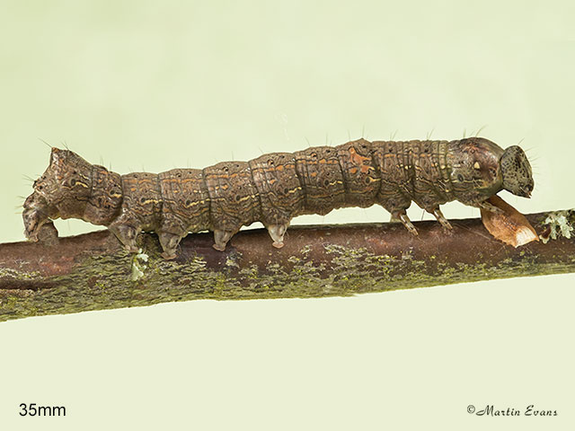  73.068 Green-brindled Crescent larva 35mm Copyright Martin Evans 
