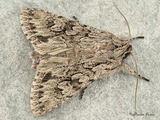  73.069 Early Grey Copyright Martin Evans 