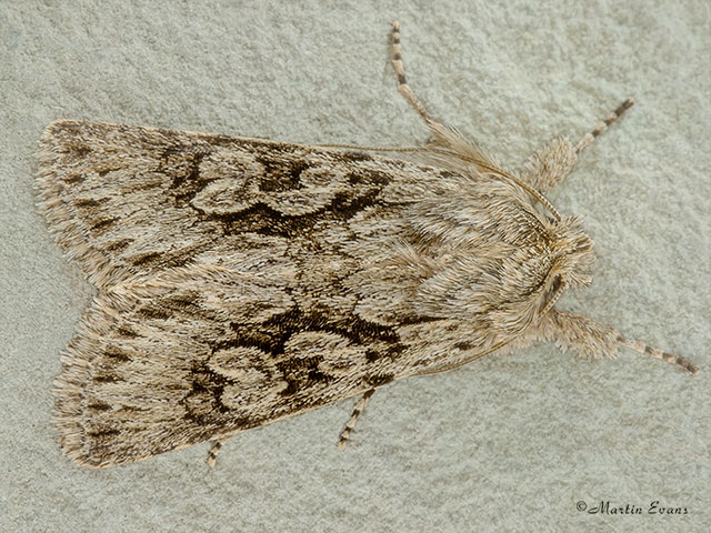  73.069 Early Grey Copyright Martin Evans 