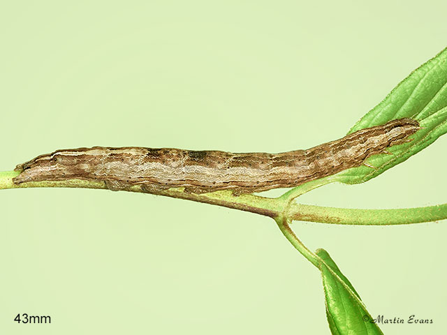  73.069 Early Grey larva 43mm Copyright Martin Evans 
