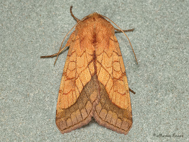  73.070 Bordered Sallow Copyright Martin Evans 