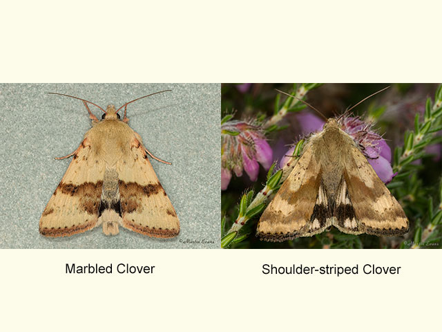  73.072 Marbled Clover and Shoulder-striped Clover Copyright Martin Evans 