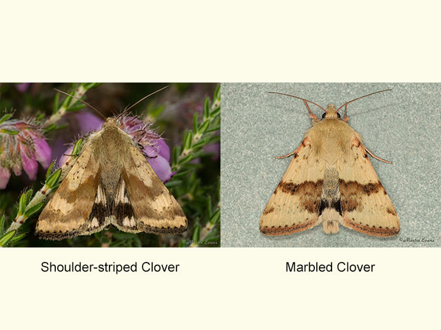 73.073 Shoulder-striped Clover and Marbled Clover Copyright Martin Evans 