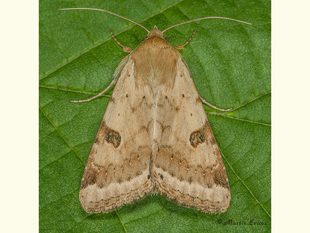  73.074 Bordered Straw Copyright Martin Evans 