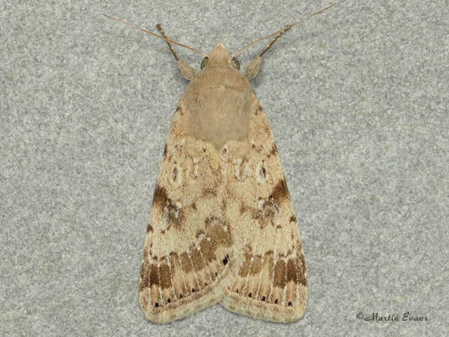  73.075 Eastern Bordered Straw Copyright Martin Evans 