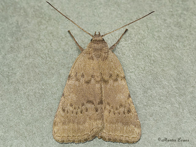  73.078 Reddish Buff Copyright Martin Evans 