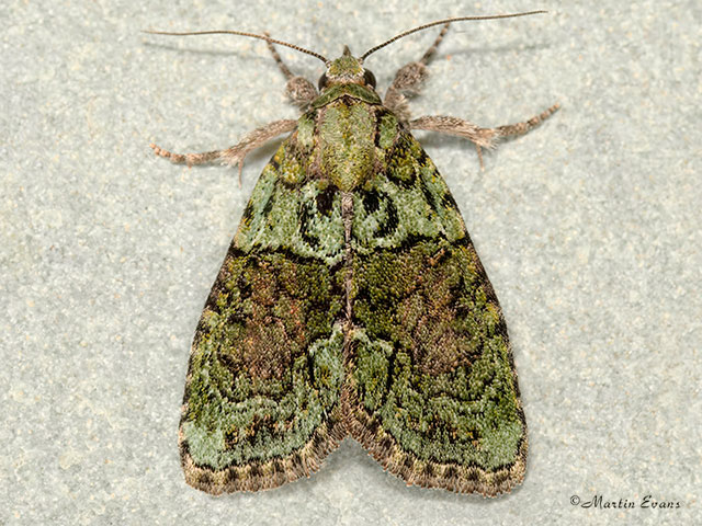  73.082 Tree-lichen Beauty Copyright Martin Evans 