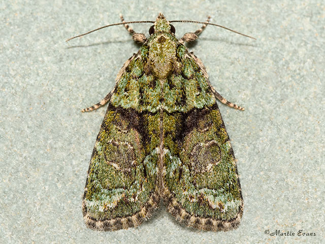  73.082 Tree-lichen Beauty Copyright Martin Evans 