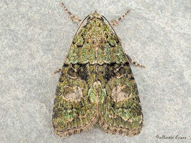  73.082 Tree-lichen Beauty Copyright Martin Evans 