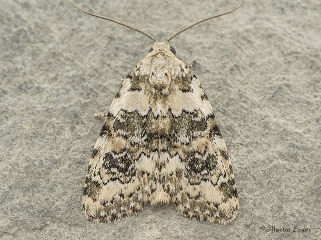  73.084 Marbled Beauty Copyright Martin Evans 