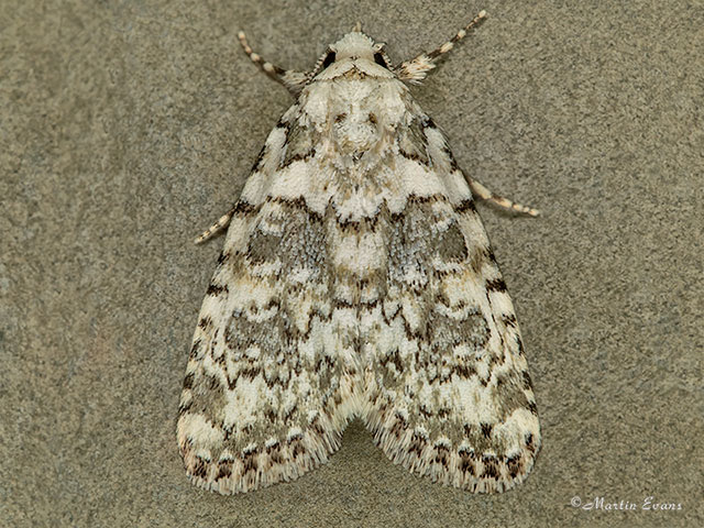  73.084 Marbled Beauty Copyright Martin Evans 