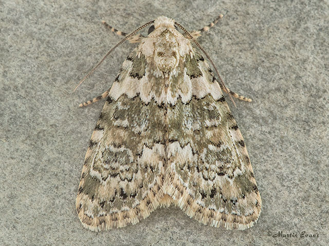  73.084 Marbled Beauty Copyright Martin Evans 