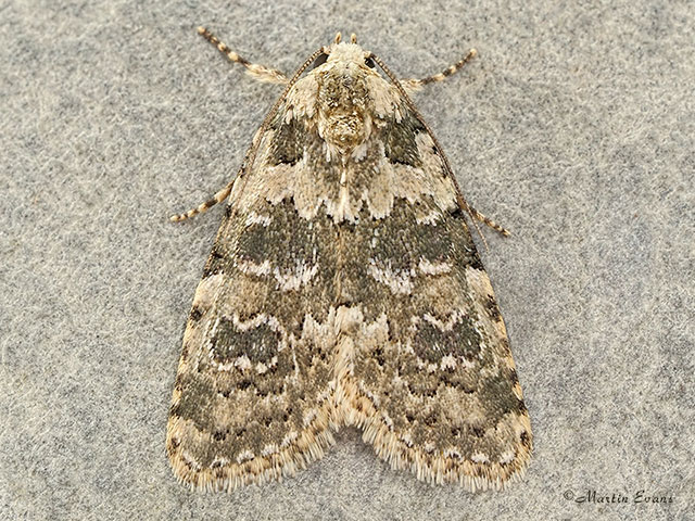  73.084 Marbled Beauty Copyright Martin Evans 