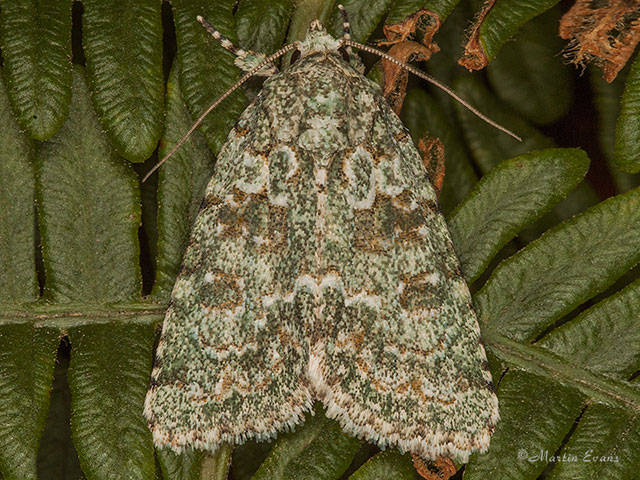  73.085 Marbled Green Copyright Martin Evans 