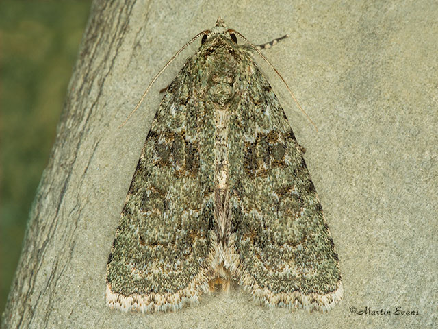  73.085 Marbled Green Copyright Martin Evans 