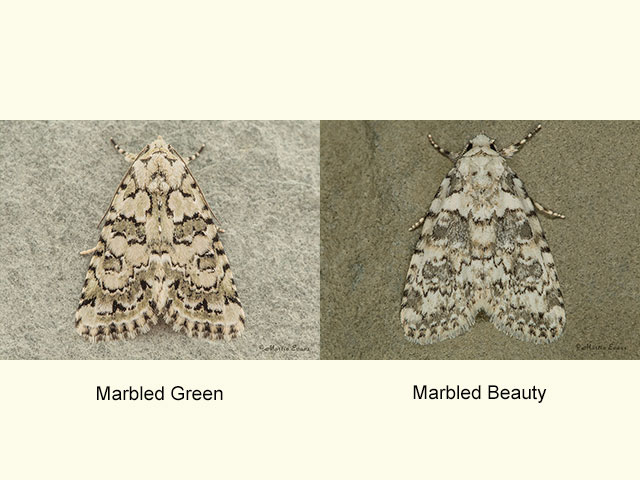  73.085 Marbled Green and Marbled Beauty Copyright Martin Evans 