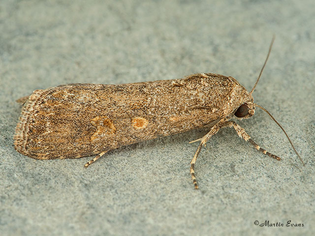  73.087 Small Mottled Willow Copyright Martin Evans 