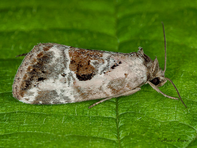  73.091 Rosy Marbled Copyright Martin Evans 