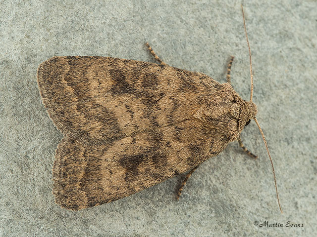  73.092 Mottled Rustic Copyright Martin Evans 