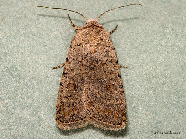  73.095 Pale Mottled Willow female Copyright Martin Evans 