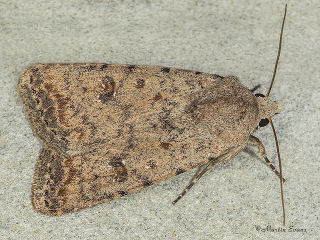  73.095 Pale Mottled Willow Copyright Martin Evans 