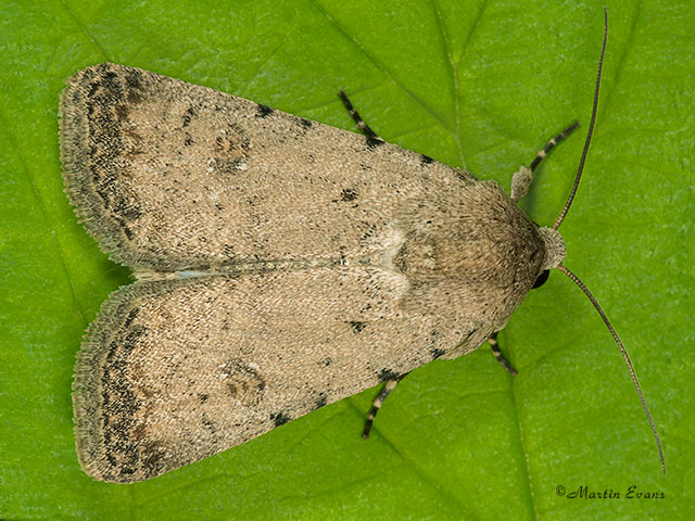  73.095 Pale Mottled Willow Copyright Martin Evans 