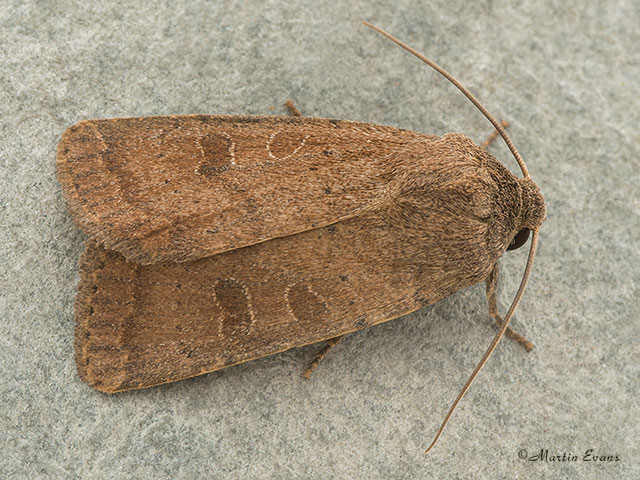  73.097 Rustic Copyright Martin Evans 