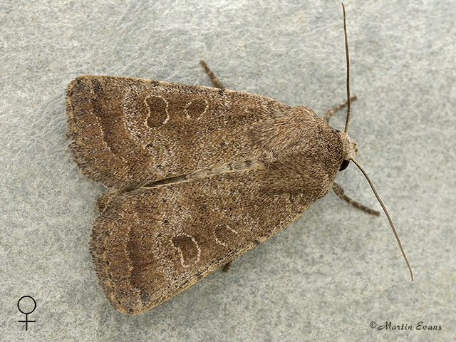  73.097 Rustic female Copyright Martin Evans 