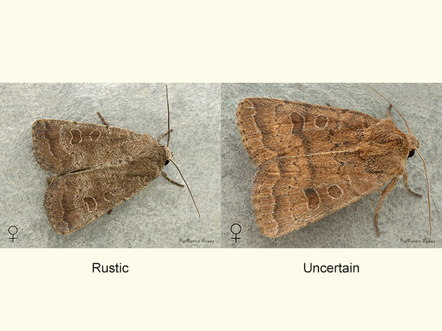  73.097 Rustic and Uncertain Copyright Martin Evans 
