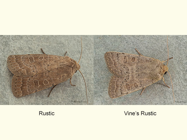  73.097 Rustic and Vine's Rustic Copyright Martin Evans 