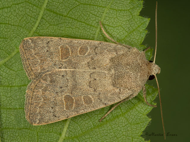  73.099 Vine's Rustic Copyright Martin Evans 