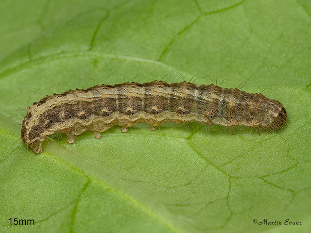  73.099 Vine's Rustic larva 15mm  Copyright Martin Evans 