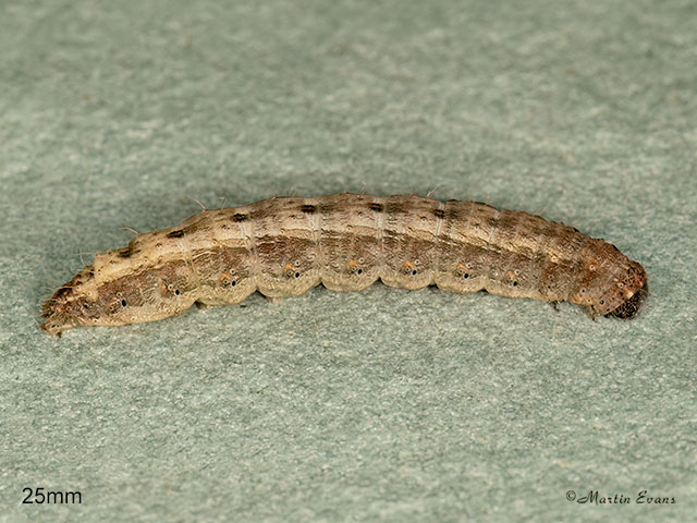  73.099 Vine's Rustic larva 25mm  Copyright Martin Evans 