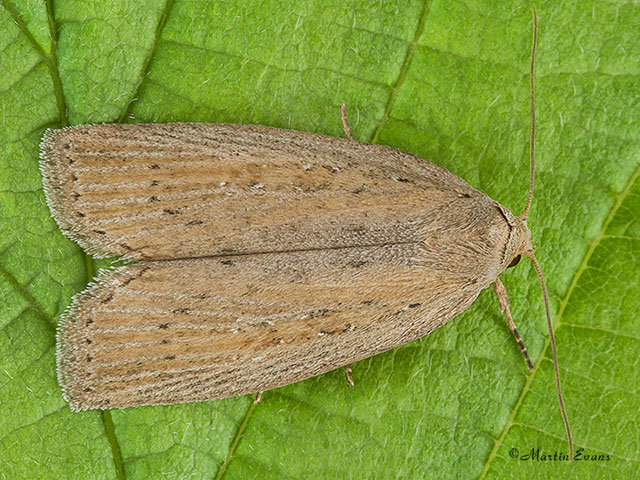  73.100 Silky Wainscot Copyright Martin Evans 