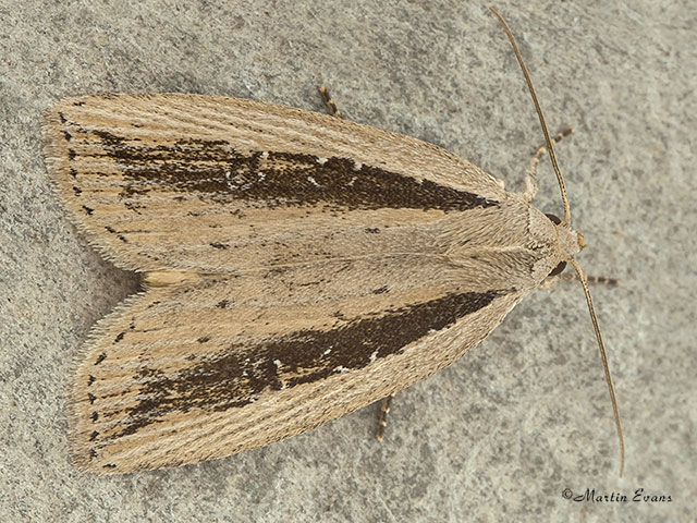  73.100 Silky Wainscot Copyright Martin Eva.s 